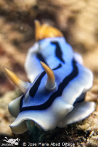 Chromodoris dianae by Jose Maria Abad Ortega 